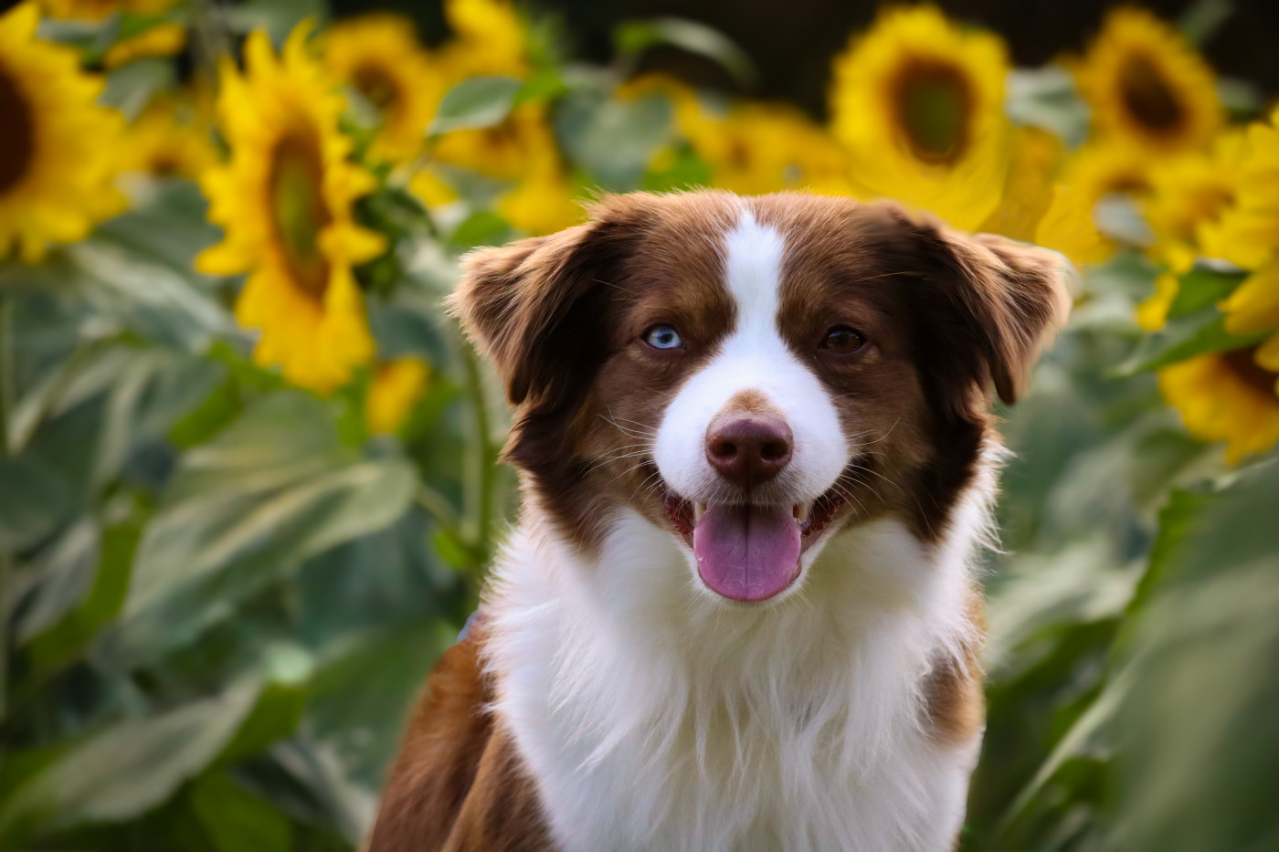 Tessa Of American Madness
