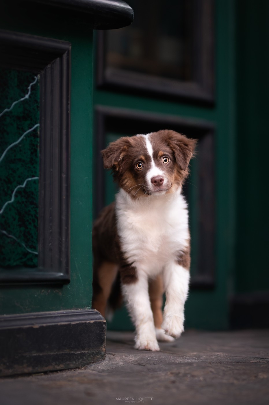 A Star is Born Autumn's Sweetness