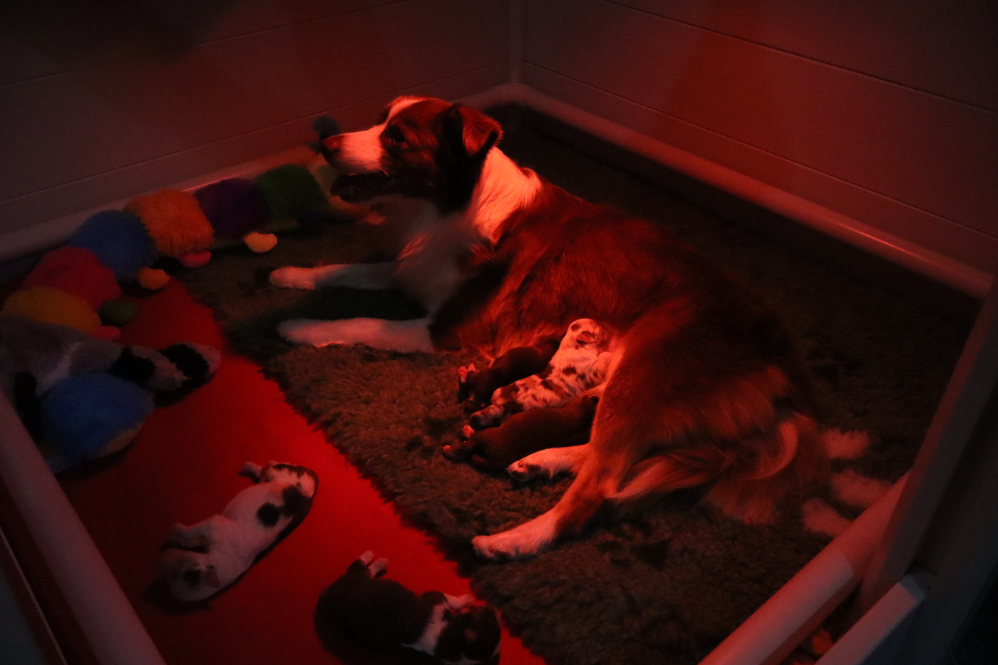 Premiers bébés Autumn's Sweetness