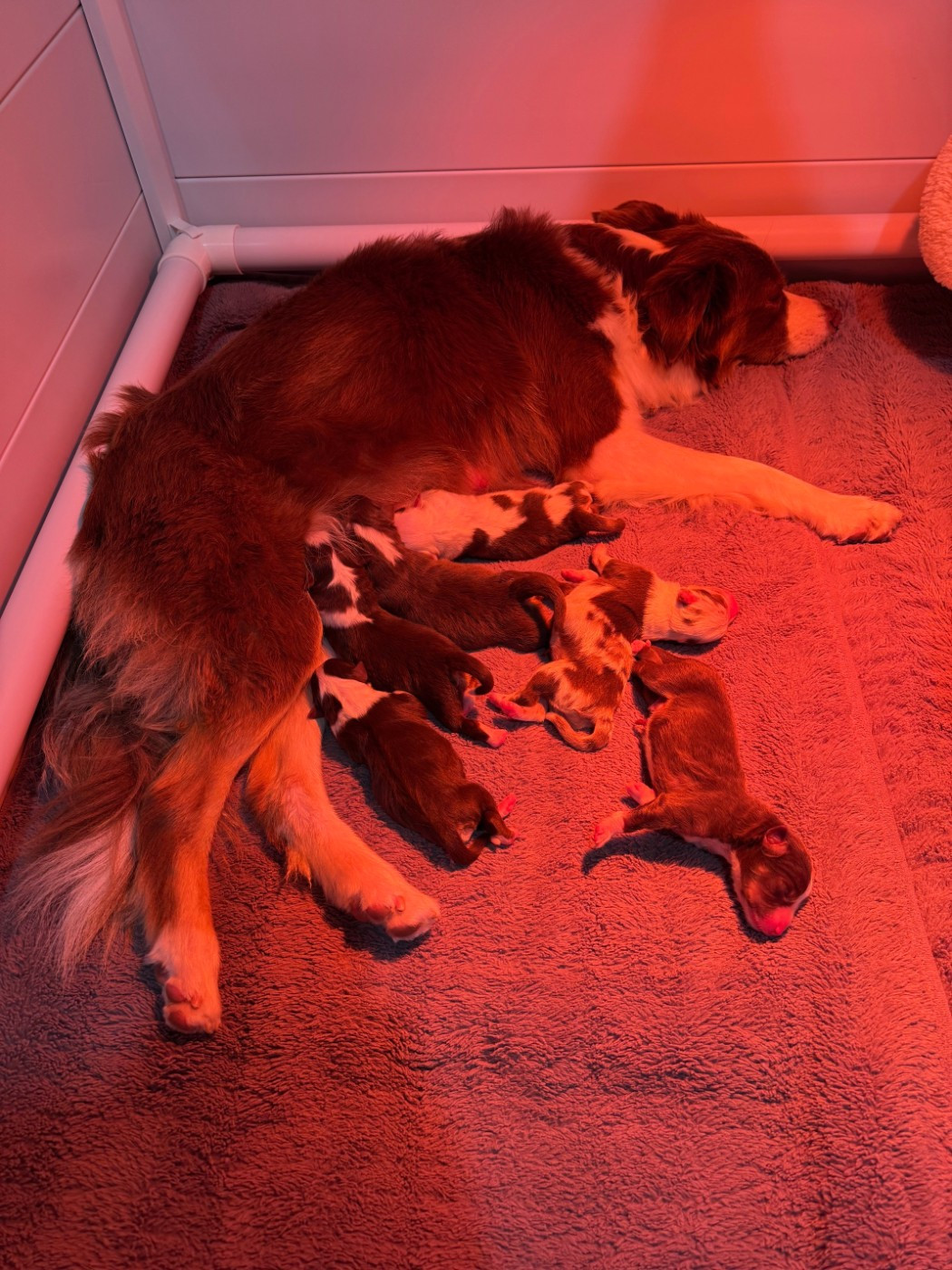 Premiers bébés Autumn's Sweetness