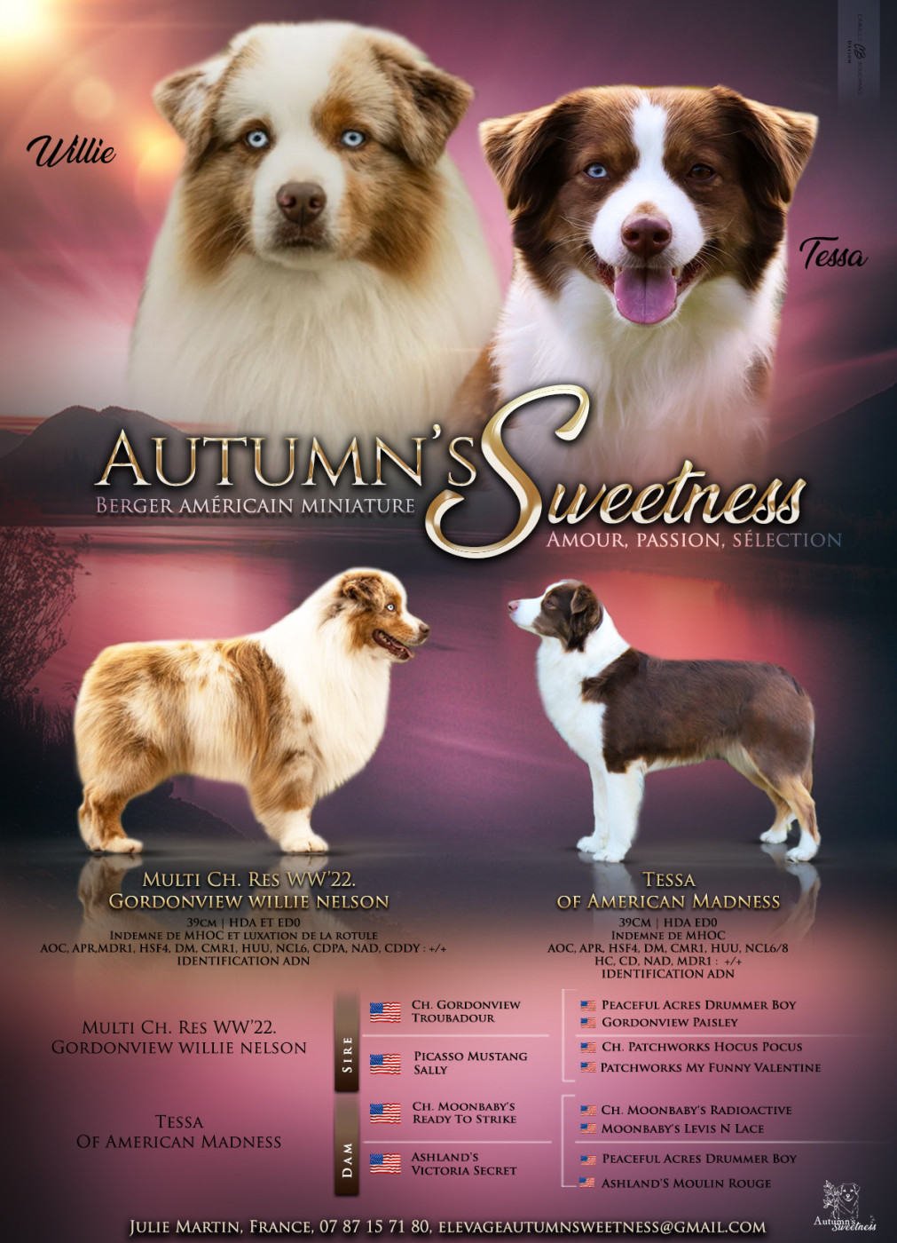 Chiot Berger Américain Miniature Autumn's Sweetness