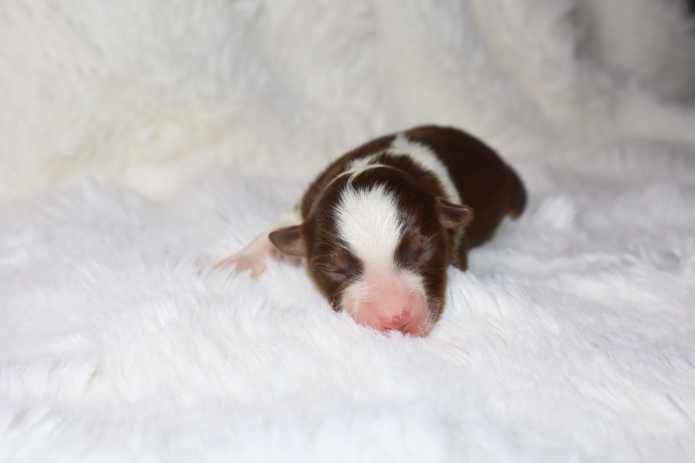 Autumn's Sweetness - Chiots disponibles - Berger Américain Miniature 