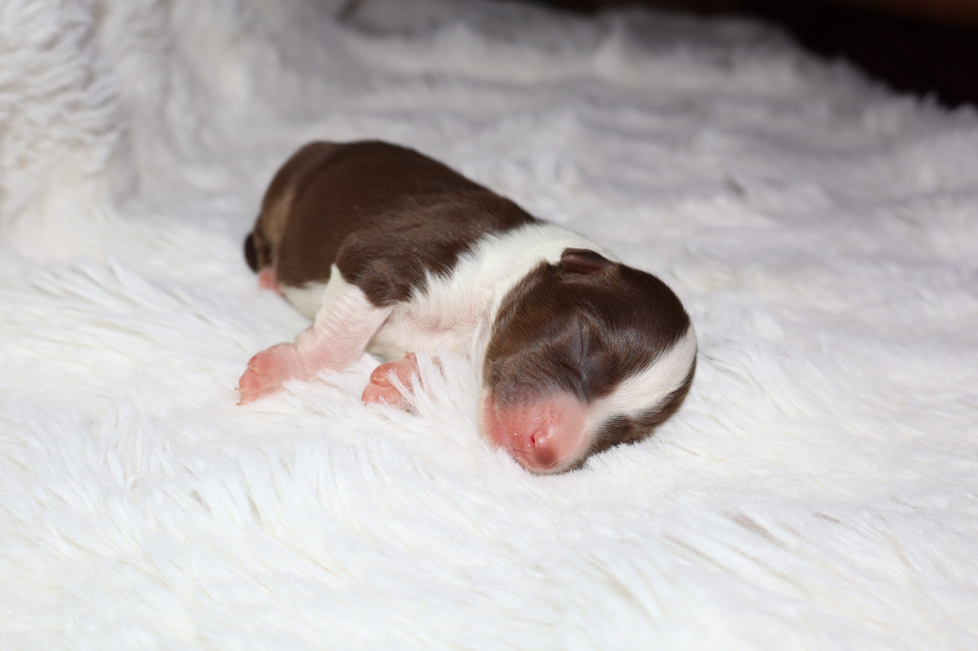 Autumn's Sweetness - Chiots disponibles - Berger Américain Miniature 