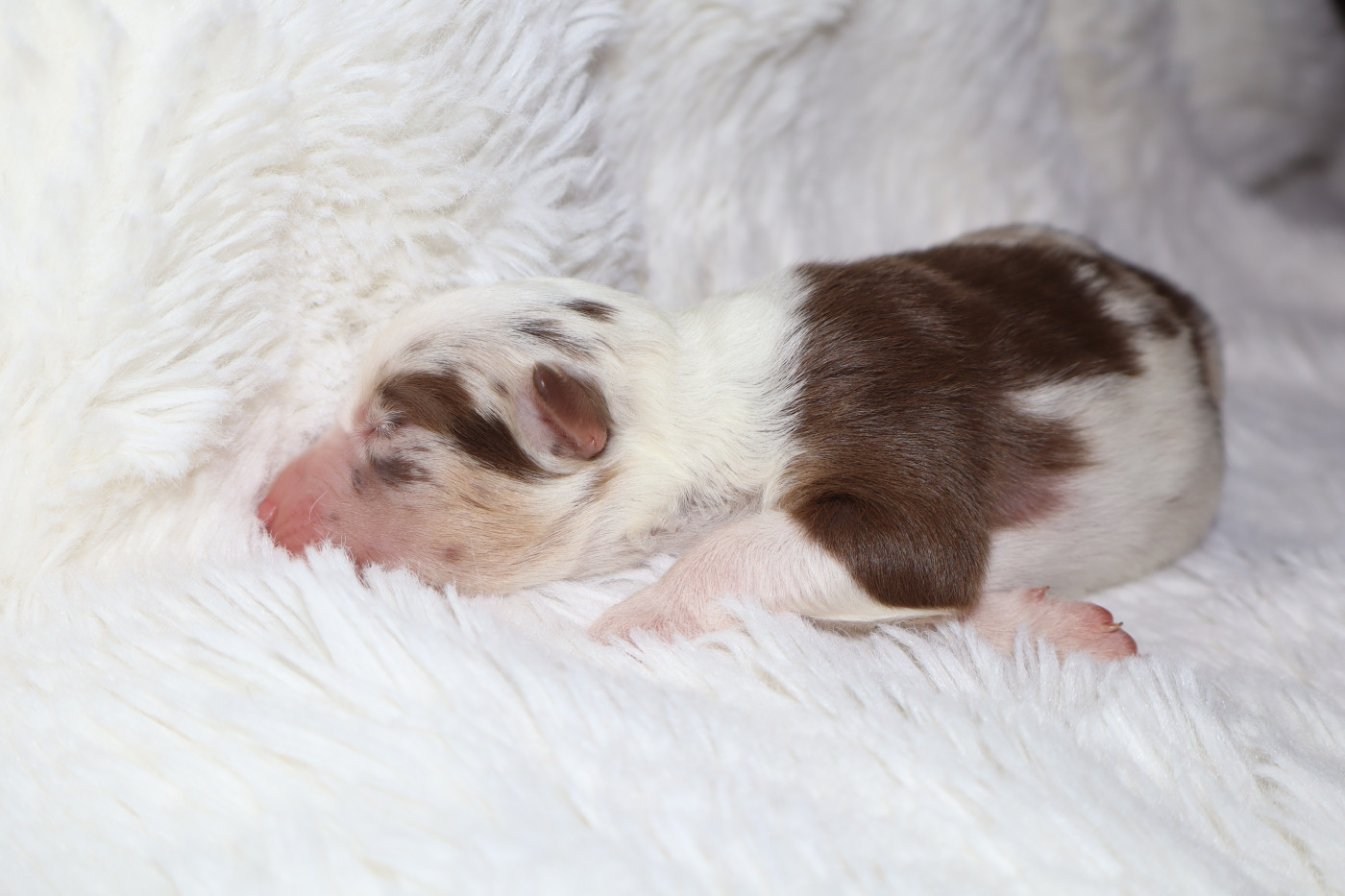 Autumn's Sweetness - Chiots disponibles - Berger Américain Miniature 