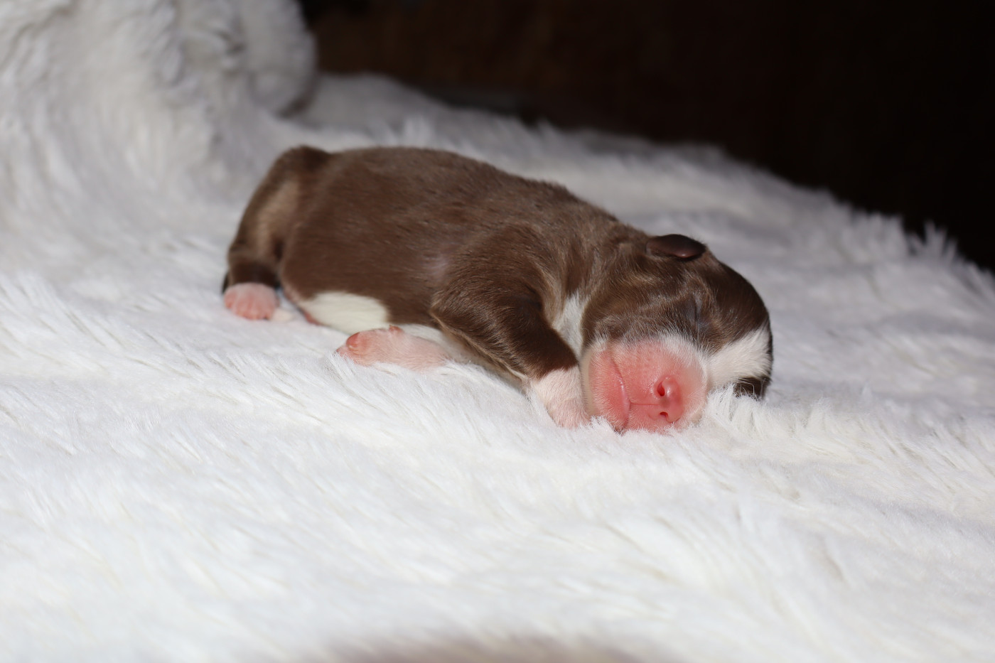 Autumn's Sweetness - Chiots disponibles - Berger Américain Miniature 