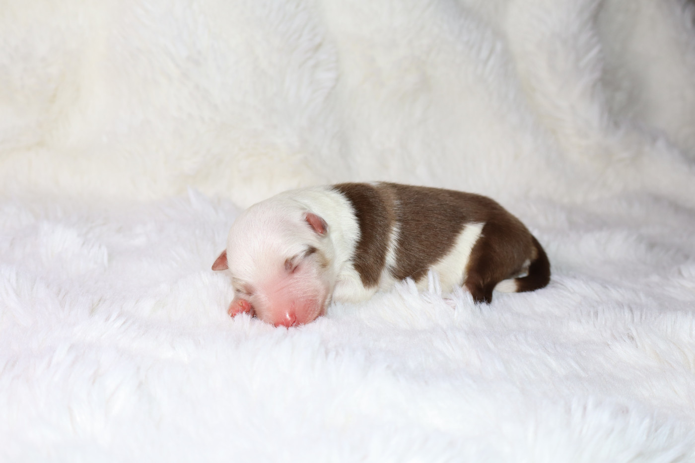 Autumn's Sweetness - Chiots disponibles - Berger Américain Miniature 