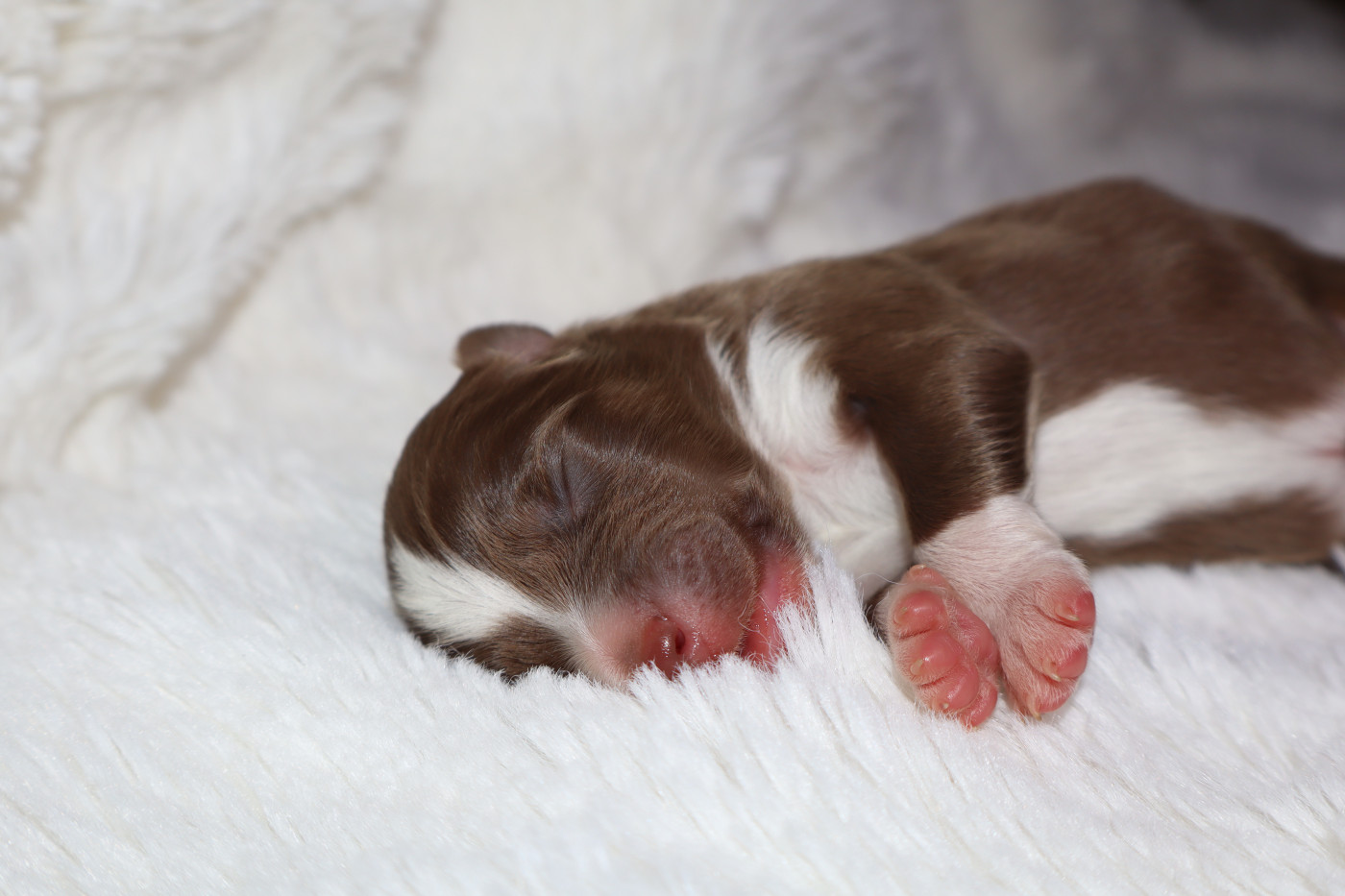 Autumn's Sweetness - Chiots disponibles - Berger Américain Miniature 